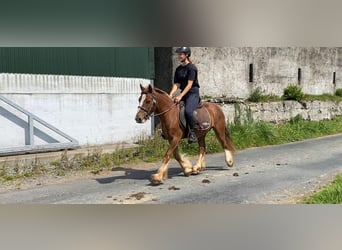 Cob, Wallach, 5 Jahre, 123 cm, Dunkelfuchs