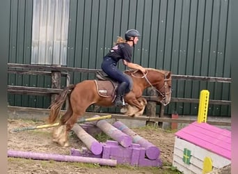 Cob, Wallach, 5 Jahre, 123 cm, Dunkelfuchs