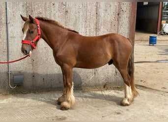 Cob, Wallach, 5 Jahre, 123 cm, Dunkelfuchs