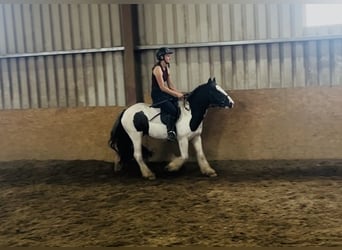 Cob, Wallach, 5 Jahre, 125 cm, Schecke