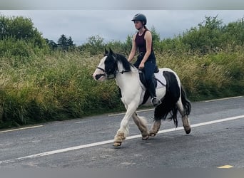Cob, Wallach, 5 Jahre, 125 cm, Schecke