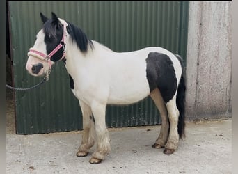 Cob, Wallach, 5 Jahre, 125 cm, Schecke