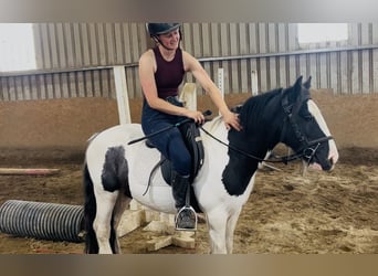 Cob, Wallach, 5 Jahre, 125 cm, Schecke