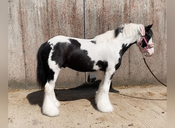 Cob, Wallach, 5 Jahre, 128 cm, Schecke