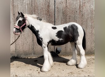 Cob, Wallach, 5 Jahre, 128 cm, Schecke
