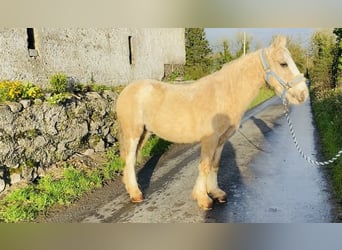 Cob, Wallach, 5 Jahre, 130 cm, Palomino