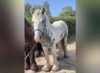 Cob, Wallach, 5 Jahre, 138 cm, Tobiano-alle-Farben