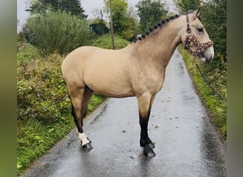 Cob, Wallach, 5 Jahre, 146 cm, Falbe