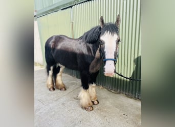 Cob, Wallach, 5 Jahre, 148 cm, Rappe