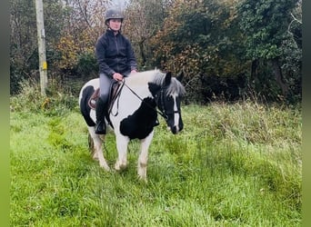 Cob, Wallach, 5 Jahre, 148 cm, Schecke