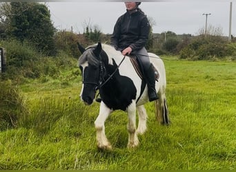 Cob, Wallach, 5 Jahre, 148 cm, Schecke