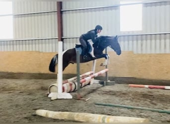 Cob, Wallach, 5 Jahre, 148 cm, Schecke