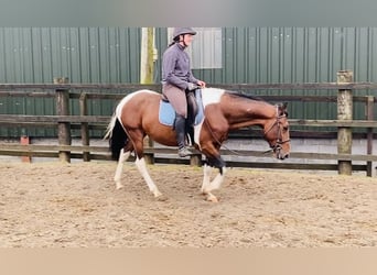 Cob, Wallach, 5 Jahre, 148 cm, Schecke