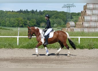 Cob, Wallach, 5 Jahre, 150 cm, Schecke