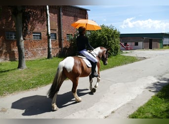 Cob, Wallach, 5 Jahre, 150 cm, Schecke