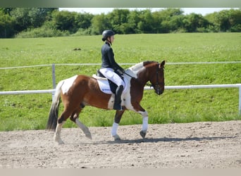 Cob, Wallach, 5 Jahre, 150 cm, Schecke