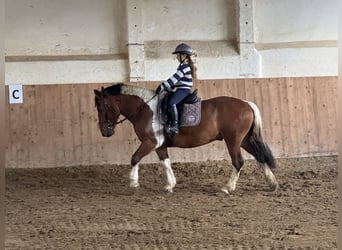 Cob, Wallach, 5 Jahre, 150 cm, Schecke