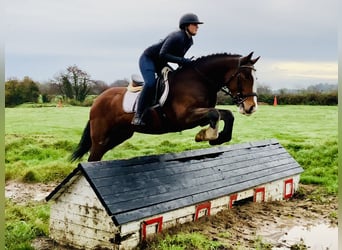 Cob, Wallach, 5 Jahre, 152 cm, Brauner