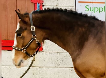 Cob, Wallach, 5 Jahre, 152 cm, Brauner