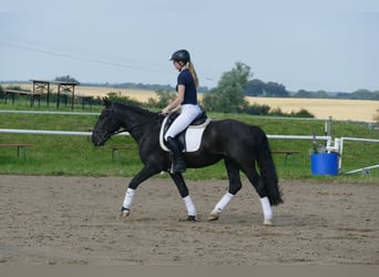 Cob, Wallach, 5 Jahre, 155 cm, Rappe