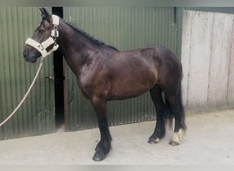 Cob, Wallach, 5 Jahre, 155 cm, Rappe