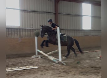 Cob, Wallach, 5 Jahre, 155 cm, Rappe