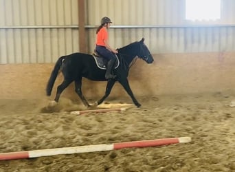 Cob, Wallach, 5 Jahre, 155 cm, Rappe