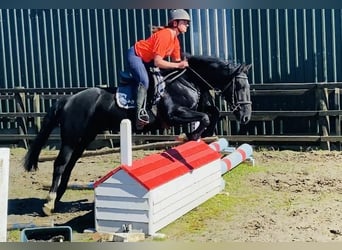 Cob, Wallach, 5 Jahre, 155 cm, Rappe