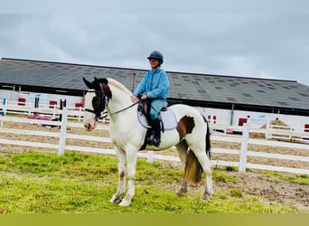 Cob, Wallach, 5 Jahre, 158 cm, Schecke