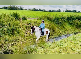 Cob, Wallach, 5 Jahre, 158 cm, Schecke