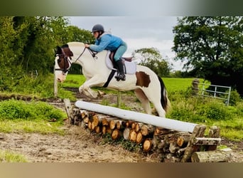 Cob, Wallach, 5 Jahre, 158 cm, Schecke