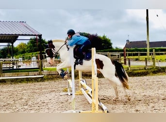 Cob, Wallach, 5 Jahre, 158 cm, Schecke