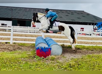 Cob, Wallach, 5 Jahre, 158 cm, Schecke