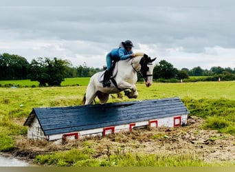 Cob, Wallach, 5 Jahre, 158 cm, Schecke