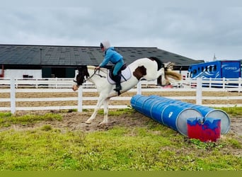Cob, Wallach, 5 Jahre, 158 cm, Schecke