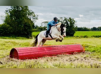 Cob, Wallach, 5 Jahre, 158 cm, Schecke