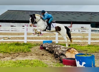 Cob, Wallach, 5 Jahre, 158 cm, Schecke