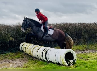 Cob, Wallach, 5 Jahre, 159 cm, Roan-Blue