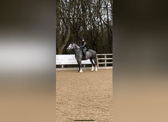 Cob Mix, Wallach, 5 Jahre, 173 cm, Schimmel