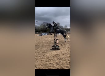 Cob Mix, Wallach, 5 Jahre, 173 cm, Schimmel