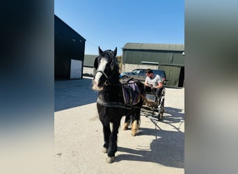 Cob, Wallach, 6 Jahre, 125 cm, Rappe