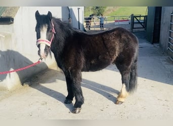 Cob, Wallach, 6 Jahre, 125 cm, Rappe