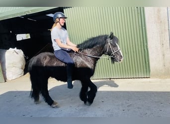 Cob, Wallach, 6 Jahre, 125 cm, Rappe