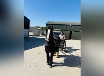 Cob, Wallach, 6 Jahre, 125 cm, Rappe