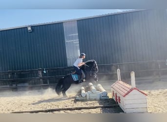 Cob, Wallach, 6 Jahre, 125 cm, Rappe