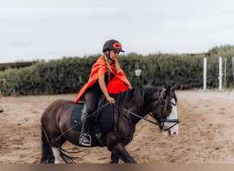 Cob Mix, Wallach, 6 Jahre, 140 cm, Rappe