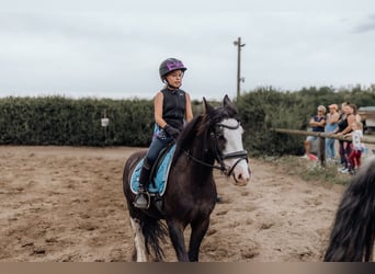 Cob Mix, Wallach, 6 Jahre, 140 cm, Rappe