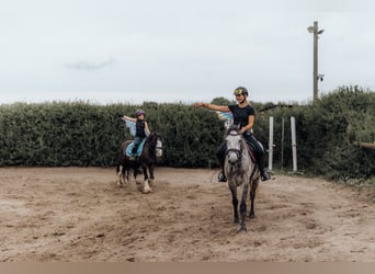 Cob Mix, Wallach, 6 Jahre, 140 cm, Rappe