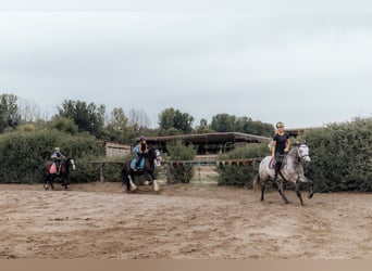 Cob Mix, Wallach, 6 Jahre, 140 cm, Rappe