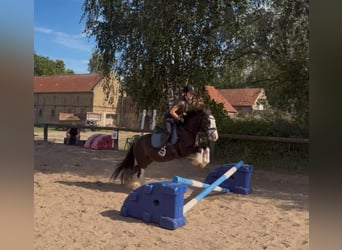 Cob Mix, Wallach, 6 Jahre, 140 cm, Rappe